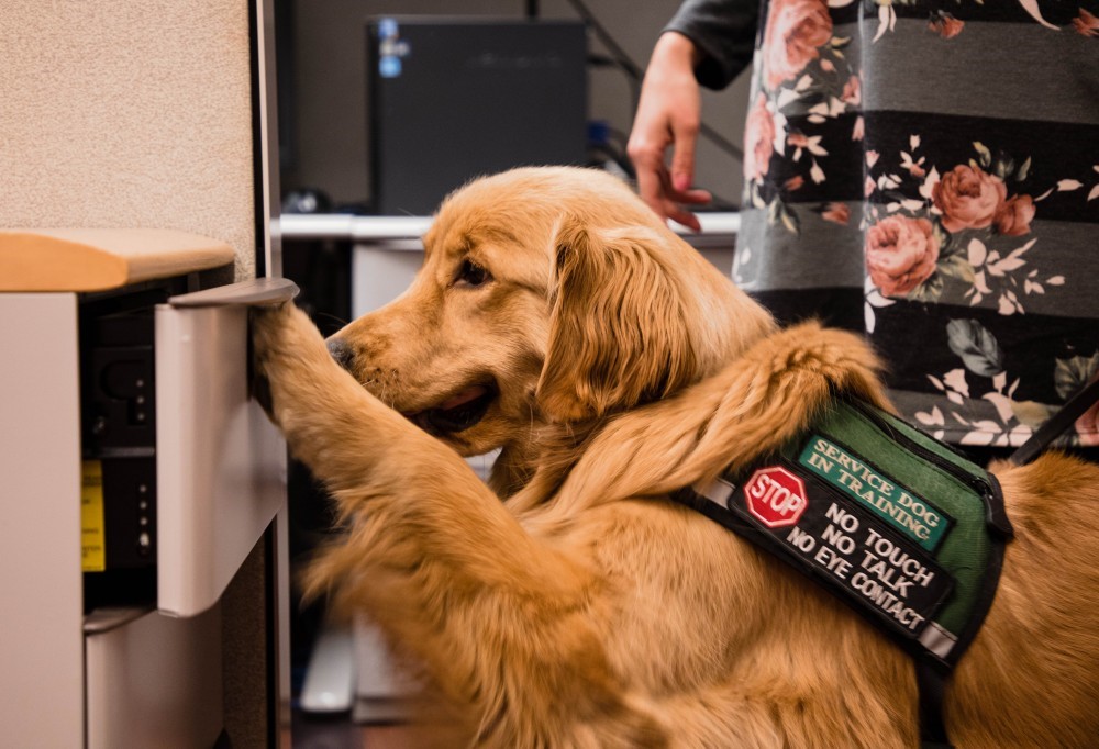 Golden retriever using his paw to open a drawer. His vest has a stop sign and the words “Service Dog in Training. No touch, no talk, no eye contact”.