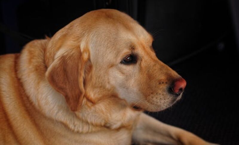 A yellow lab
