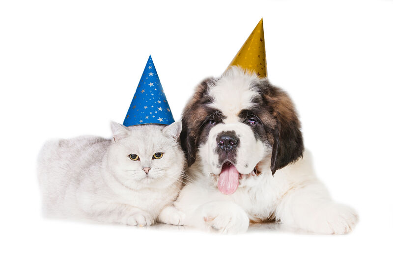 Dog and cat laying down wearing party hats.