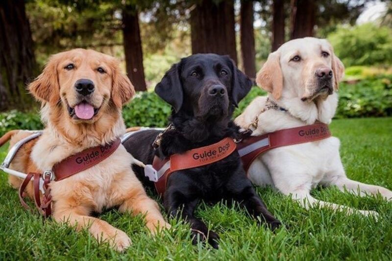 three dogs sitting side by side in grass with guide dog harnesses