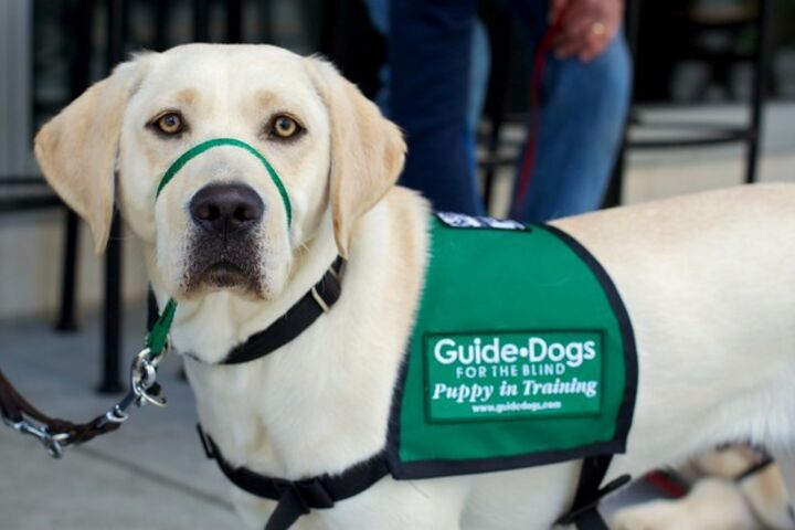A yellow lab with a green vest with the words "Guide Dogs for the Blind." 