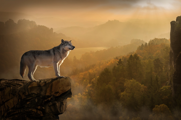 A lone wolf standing on the edge of a cliff.